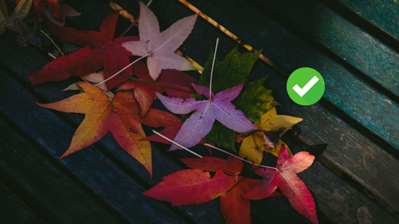 Eventos no Outono: Como Adaptar Ambientação, Programação e Experiência à Nova Estação