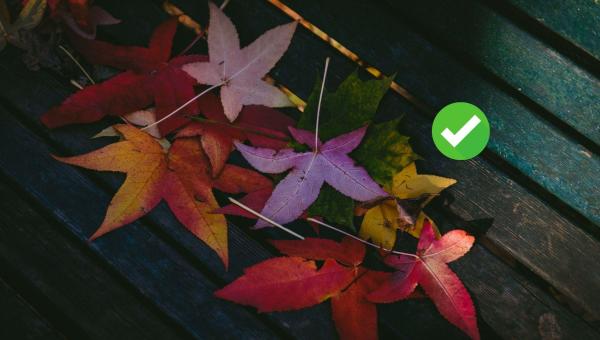 Eventos no Outono: Como Adaptar Ambientação, Programação e Experiência à Nova Estação